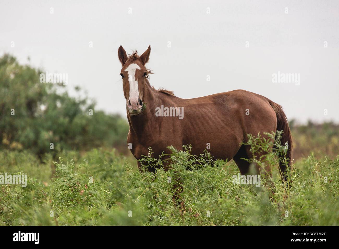 Beau cheval brun dans la prairie verte. Banque D'Images