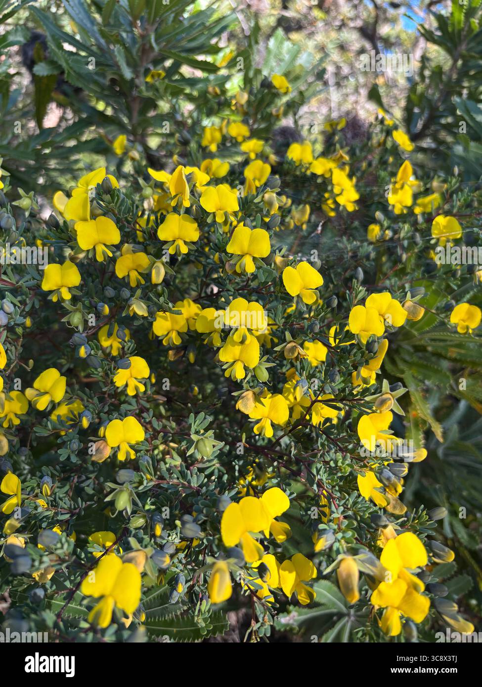 Floraison de Gompholobium virgatum, parc national de Noosa, Sunshine Coast, Queensland, Australie Banque D'Images