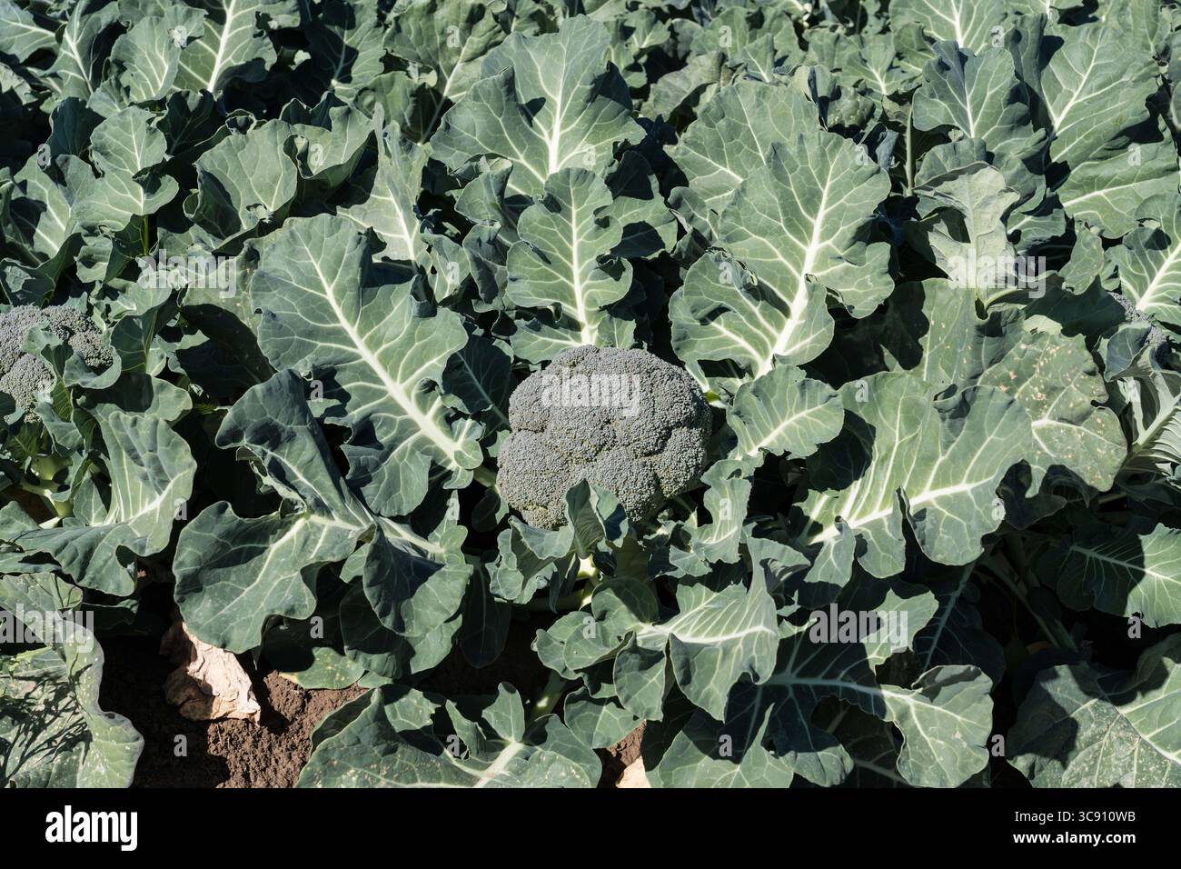 27 janvier 2021, Yuma, Arizona, États-Unis : brocoli poussant dans une ferme dans le désert en janvier près de Yuma, Arizona. (Crédit image : © Jon G. Fuller/VW pics via ZUMA Wire) Banque D'Images
