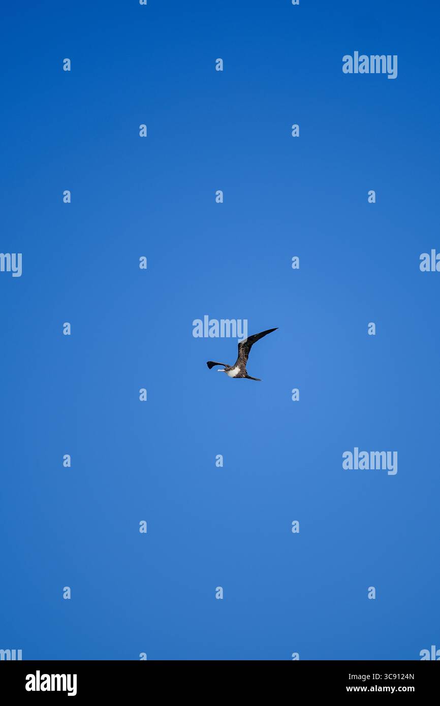 Solitaire frigatebird s'élève gracieusement à travers un ciel bleu clair, les ailes déployées dans un vol sans effort, symbolisant la liberté et la beauté sans limites Banque D'Images