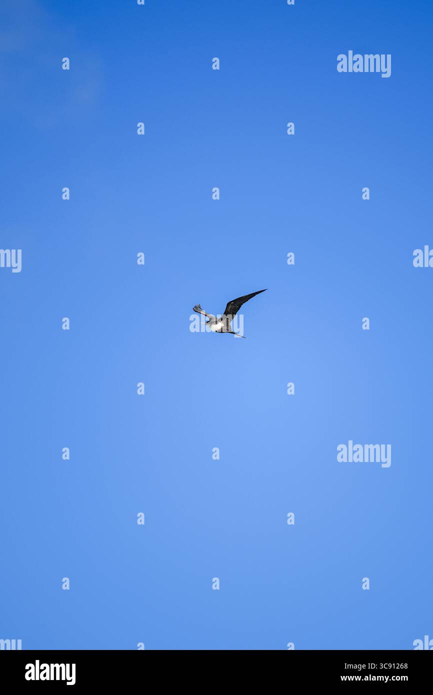 Solitaire frigatebird s'élève gracieusement à travers un ciel bleu clair, les ailes déployées dans un vol sans effort, symbolisant la liberté et la beauté sans limites Banque D'Images