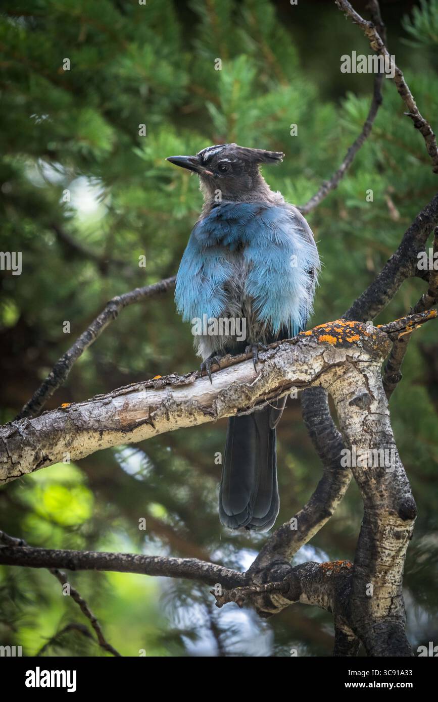 4 août 2019, Utah, États-Unis : Cyanocitta stelleri, dans la forêt nationale Ashely sur le versant sud des monts Uinta dans le nord de l'Utah, États-Unis également connu sous le nom de Jay à crête longue, Mountain Jay et Pine Jay. Il est originaire de l'ouest de l'Amérique du Nord. Cet oiseau particulier est la sous-espèce Cyanocitta stelleri macrolopha. (Crédit image : © Jon G. Fuller/VW pics via ZUMA Wire) Banque D'Images