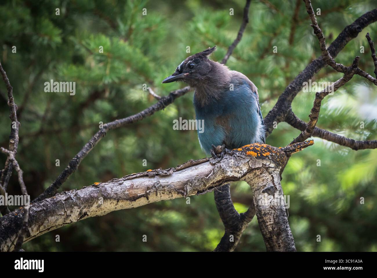 4 août 2019, Utah, États-Unis : Cyanocitta stelleri, dans la forêt nationale Ashely sur le versant sud des monts Uinta dans le nord de l'Utah, États-Unis également connu sous le nom de Jay à crête longue, Mountain Jay et Pine Jay. Il est originaire de l'ouest de l'Amérique du Nord. Cet oiseau particulier est la sous-espèce Cyanocitta stelleri macrolopha. (Crédit image : © Jon G. Fuller/VW pics via ZUMA Wire) Banque D'Images 4 août 2019, Utah, États-Unis : Cyanocitta stelleri, dans la forêt nationale Ashely sur le versant sud des monts Uinta dans le nord de l'Utah, États-Unis également connu sous le nom de Jay à crête longue, Mountain Jay et Pine Jay. Il est originaire de l'ouest de l'Amérique du Nord. Cet oiseau particulier est la sous-espèce Cyanocitta stelleri macrolopha. (Crédit image : © Jon G. Fuller/VW pics via ZUMA Wire) Banque D'Images