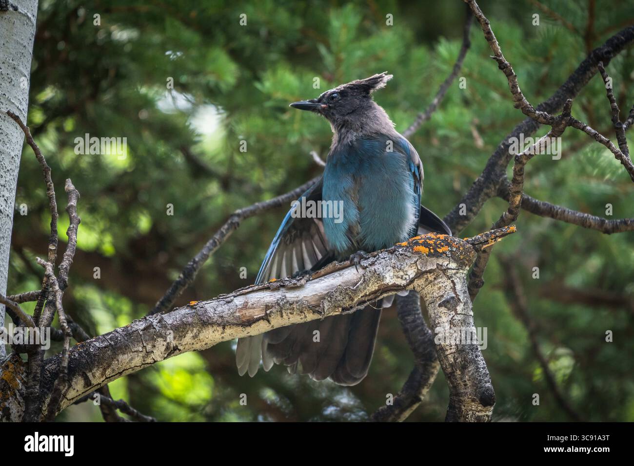 4 août 2019, Utah, États-Unis : Cyanocitta stelleri, dans la forêt nationale Ashely sur le versant sud des monts Uinta dans le nord de l'Utah, États-Unis également connu sous le nom de Jay à crête longue, Mountain Jay et Pine Jay. Il est originaire de l'ouest de l'Amérique du Nord. Cet oiseau particulier est la sous-espèce Cyanocitta stelleri macrolopha. (Crédit image : © Jon G. Fuller/VW pics via ZUMA Wire) Banque D'Images 4 août 2019, Utah, États-Unis : Cyanocitta stelleri, dans la forêt nationale Ashely sur le versant sud des monts Uinta dans le nord de l'Utah, États-Unis également connu sous le nom de Jay à crête longue, Mountain Jay et Pine Jay. Il est originaire de l'ouest de l'Amérique du Nord. Cet oiseau particulier est la sous-espèce Cyanocitta stelleri macrolopha. (Crédit image : © Jon G. Fuller/VW pics via ZUMA Wire) Banque D'Images