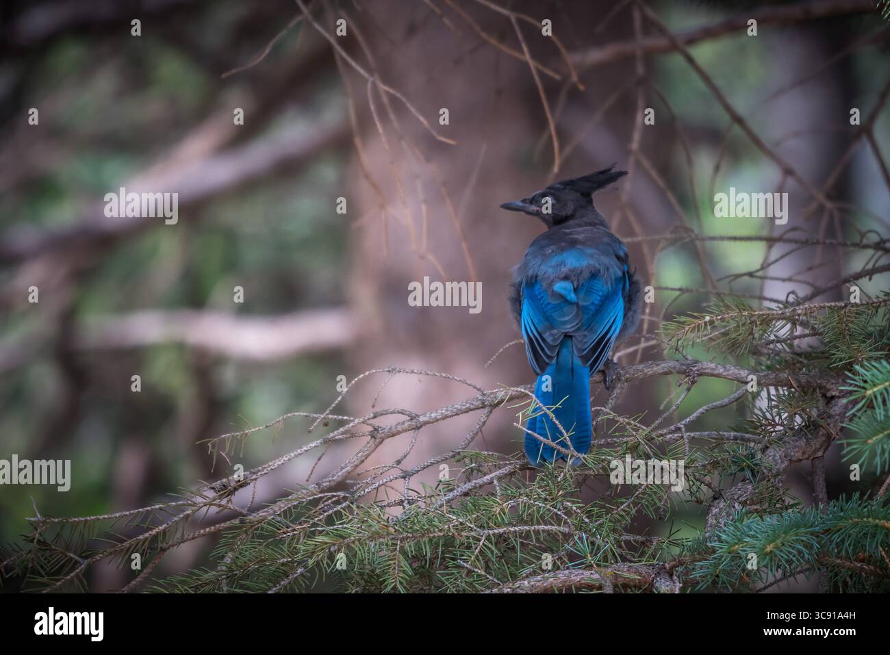 4 août 2019, Utah, États-Unis : Cyanocitta stelleri, dans la forêt nationale Ashely sur le versant sud des monts Uinta dans le nord de l'Utah, États-Unis également connu sous le nom de Jay à crête longue, Mountain Jay et Pine Jay. Il est originaire de l'ouest de l'Amérique du Nord. Cet oiseau particulier est la sous-espèce Cyanocitta stelleri macrolopha. (Crédit image : © Jon G. Fuller/VW pics via ZUMA Wire) Banque D'Images 4 août 2019, Utah, États-Unis : Cyanocitta stelleri, dans la forêt nationale Ashely sur le versant sud des monts Uinta dans le nord de l'Utah, États-Unis également connu sous le nom de Jay à crête longue, Mountain Jay et Pine Jay. Il est originaire de l'ouest de l'Amérique du Nord. Cet oiseau particulier est la sous-espèce Cyanocitta stelleri macrolopha. (Crédit image : © Jon G. Fuller/VW pics via ZUMA Wire) Banque D'Images