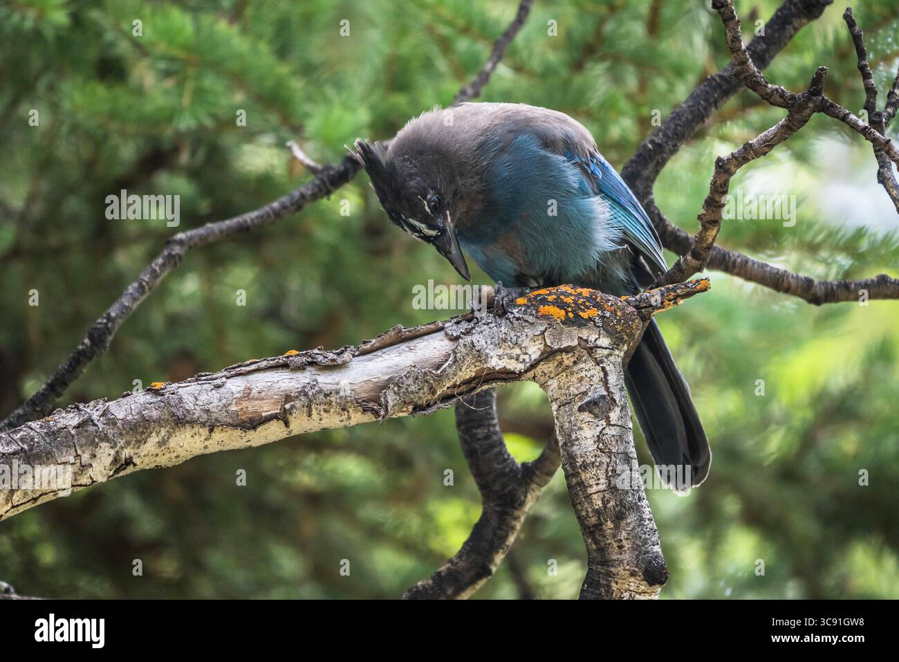 4 août 2019, Utah, États-Unis : Cyanocitta stelleri, dans la forêt nationale Ashely sur le versant sud des monts Uinta dans le nord de l'Utah, États-Unis également connu sous le nom de Jay à crête longue, Mountain Jay et Pine Jay. Il est originaire de l'ouest de l'Amérique du Nord. Cet oiseau particulier est la sous-espèce Cyanocitta stelleri macrolopha. (Crédit image : © Jon G. Fuller/VW pics via ZUMA Wire) Banque D'Images 4 août 2019, Utah, États-Unis : Cyanocitta stelleri, dans la forêt nationale Ashely sur le versant sud des monts Uinta dans le nord de l'Utah, États-Unis également connu sous le nom de Jay à crête longue, Mountain Jay et Pine Jay. Il est originaire de l'ouest de l'Amérique du Nord. Cet oiseau particulier est la sous-espèce Cyanocitta stelleri macrolopha. (Crédit image : © Jon G. Fuller/VW pics via ZUMA Wire) Banque D'Images