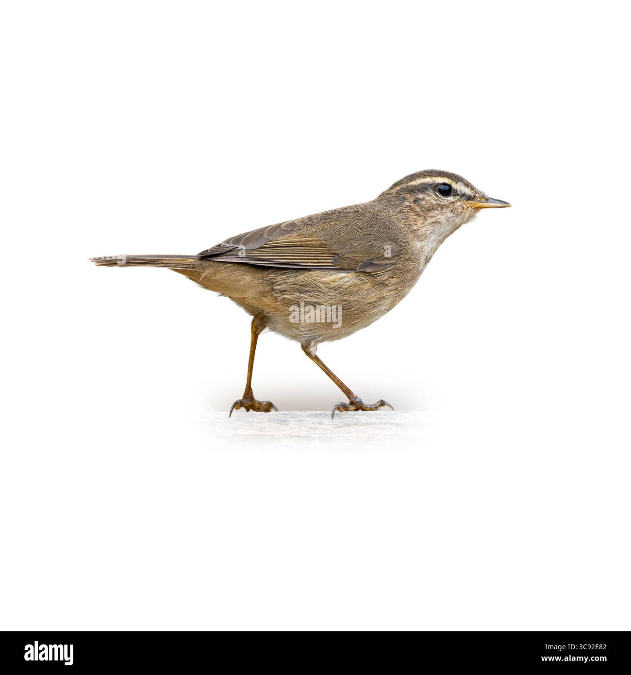 Vue de côté d'une Paruline Dusky marchant sur une surface blanche et propre, avec des détails clairs de son cadre mince, plumes brunes et supercilium pâle pointu. Perfe Banque D'Images