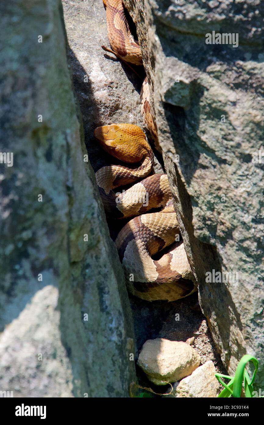 Vue rapprochée directement au-dessus d'un serpent cuivré venimeux de l'est dans une fissure entre les rochers au Bear's Den Overlook le long du sentier des Appalaches. Banque D'Images