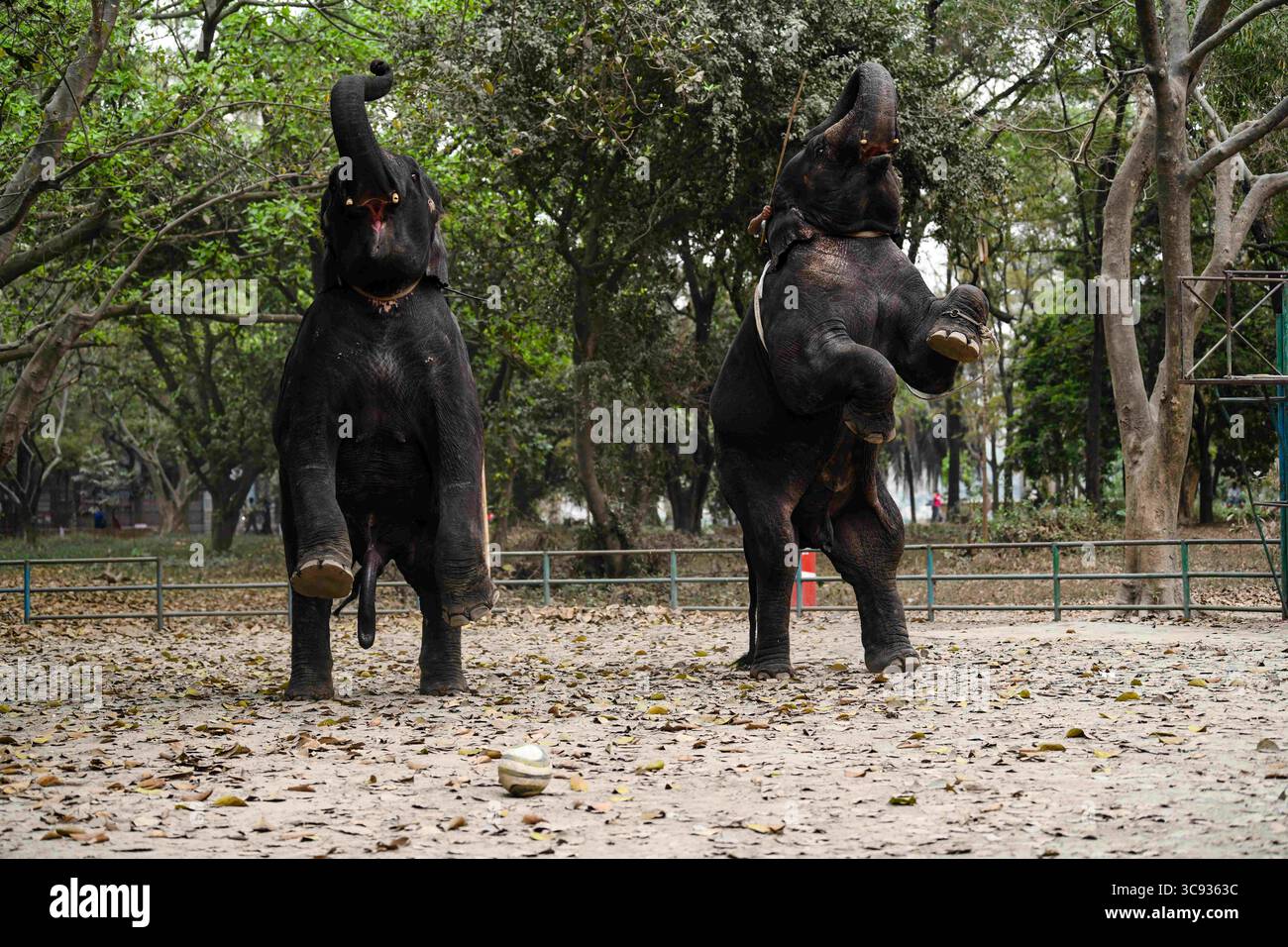 10 mars 2021, Dhaka, Bangladesh : des éléphants sont vus dans un enclos du zoo de Dhaka. Le zoo national du Bangladesh est situé dans la section Mirpur de Dhaka, la capitale du Bangladesh. Le zoo contient de nombreux animaux indigènes et non indigènes et la faune. (Crédit image : © Piyas Biswas/SOPA images via ZUMA Wire) Banque D'Images