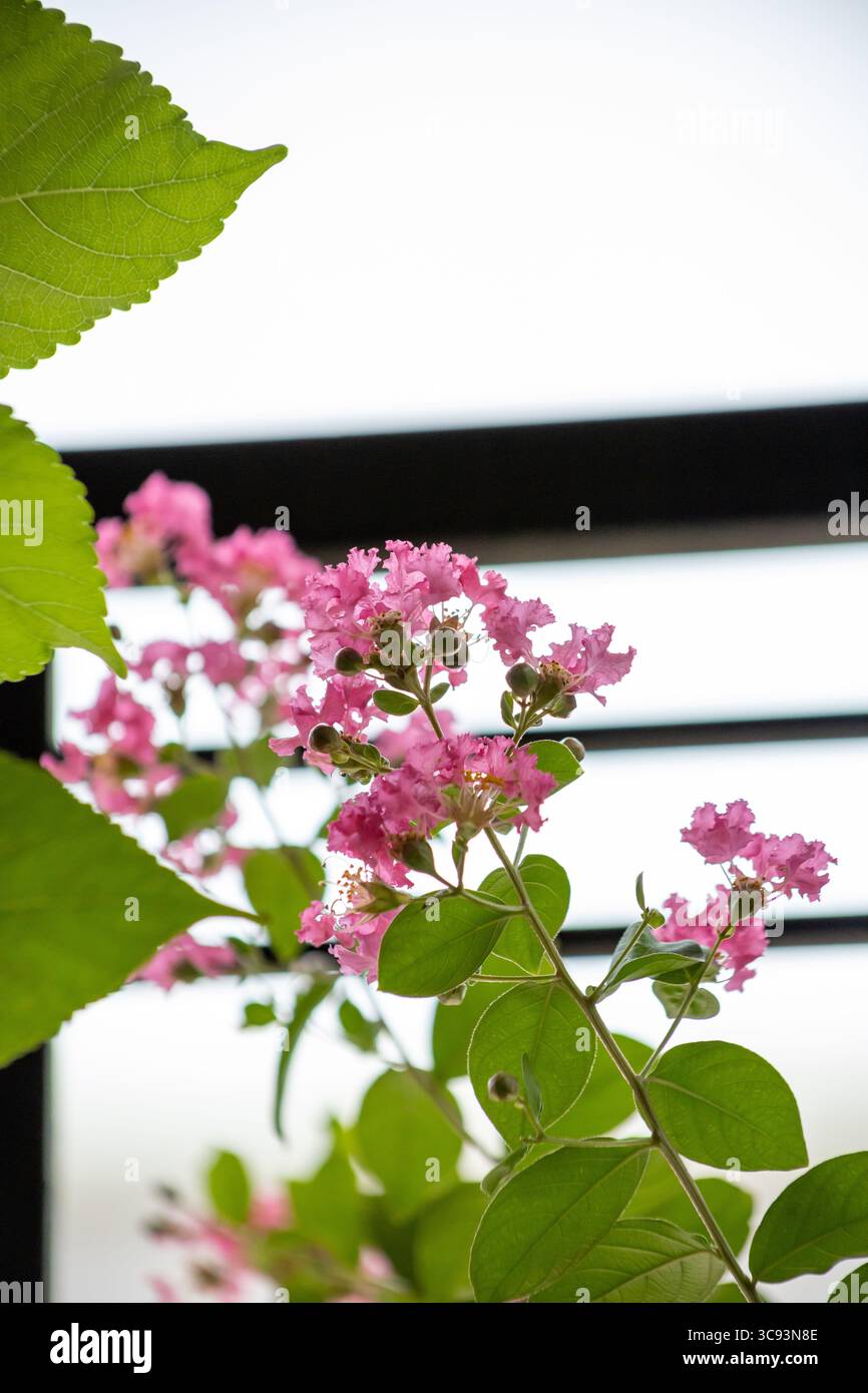 Vue sur le myrte de Crape, la fleur de Crape ou le lilas indien Banque D'Images