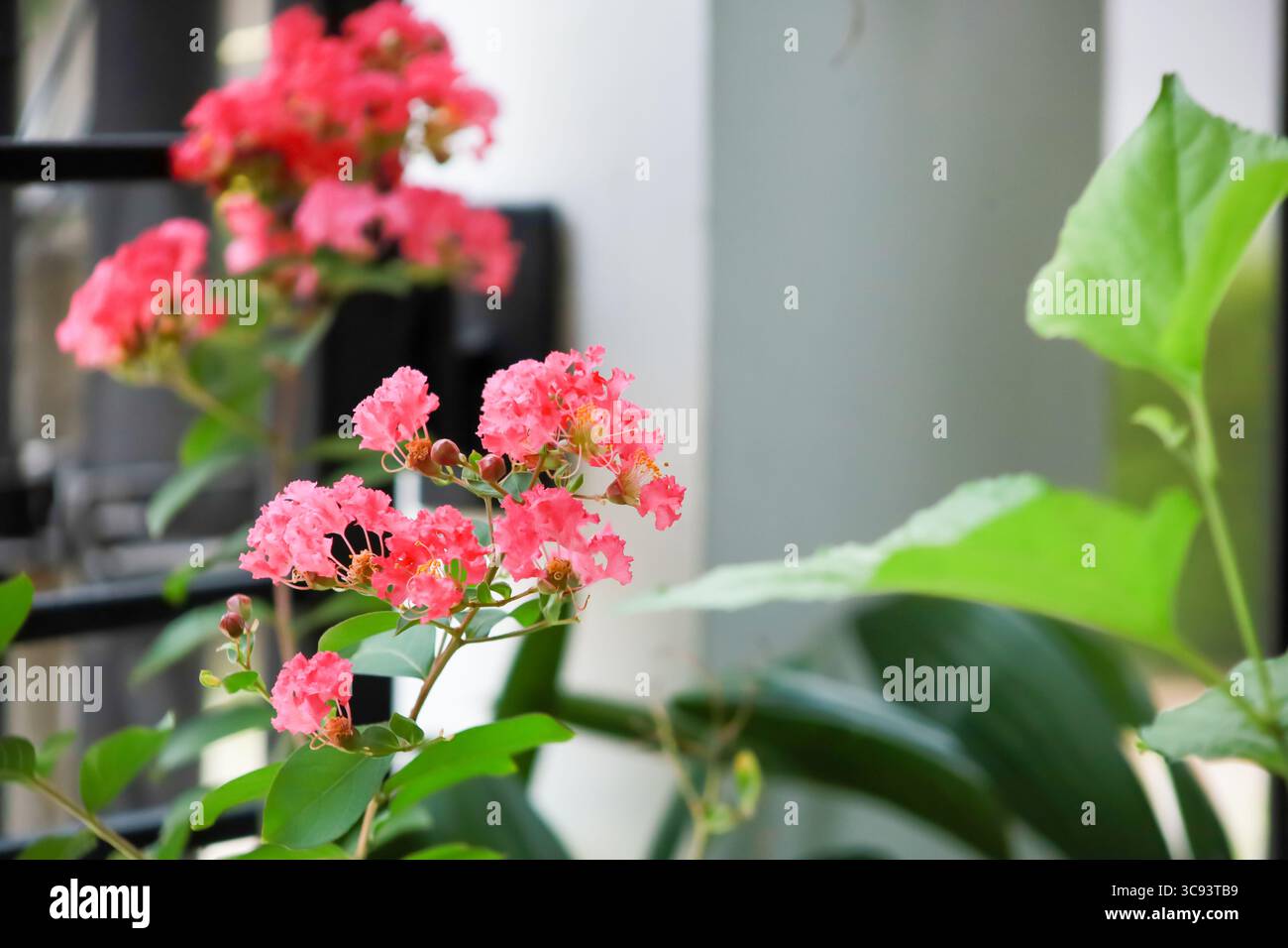 Vue sur le myrte de Crape, la fleur de Crape ou le lilas indien Banque D'Images