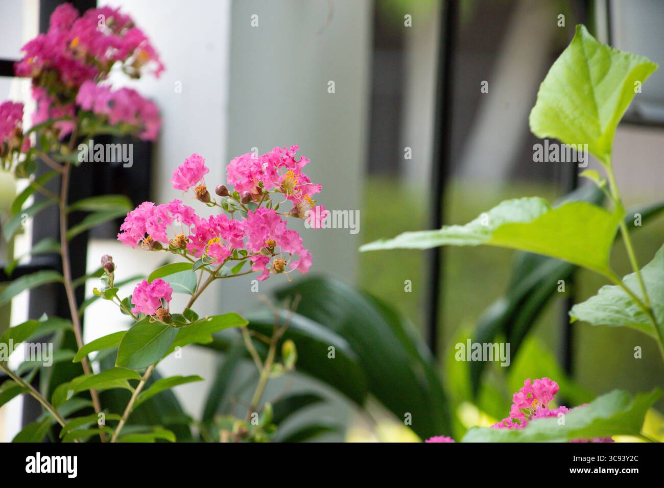 Vue sur le myrte de Crape, la fleur de Crape ou le lilas indien Banque D'Images