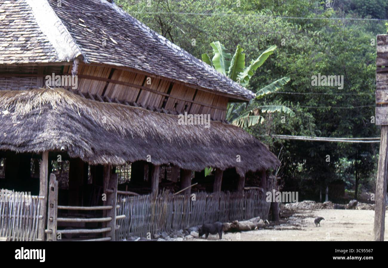 Maison traditionnelle sur pilotis du village de Dai avec des porcs en liberté, Yunnan Chine Banque D'Images