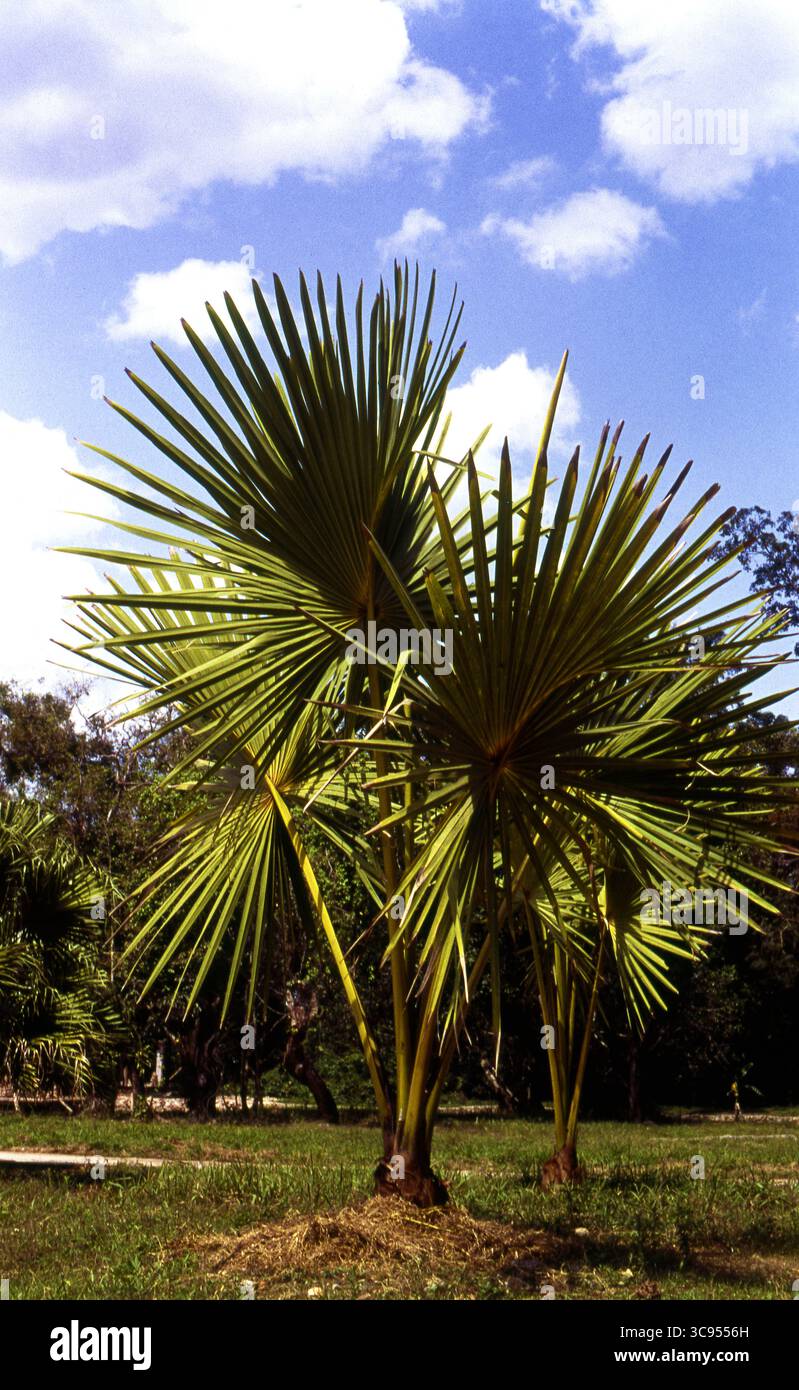 Fan Palm Tree sous un ciel tropical clair Banque D'Images