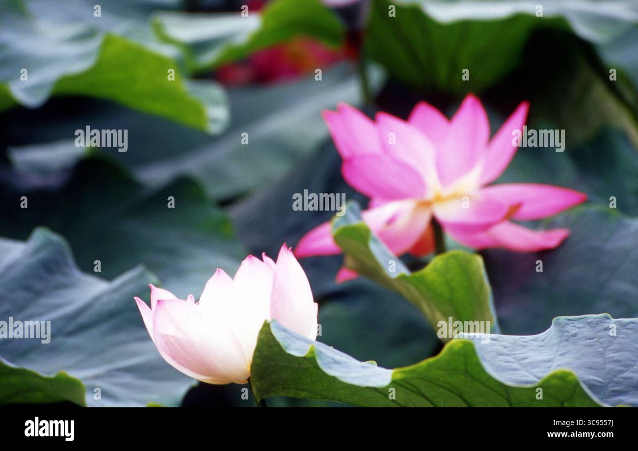 Soft Pink Lotus fleurit parmi les Green Pads dans l'étang d'été tranquille Banque D'Images