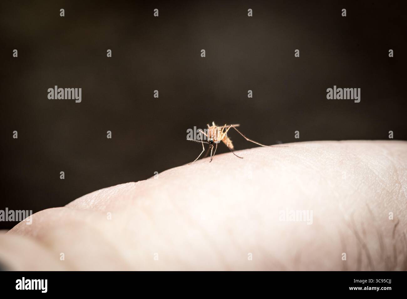 Moustique sur la main humaine sucant le sang gros plan avec fond flou foncé avec espace de copie, nourrissant le moustique un désagrément Banque D'Images