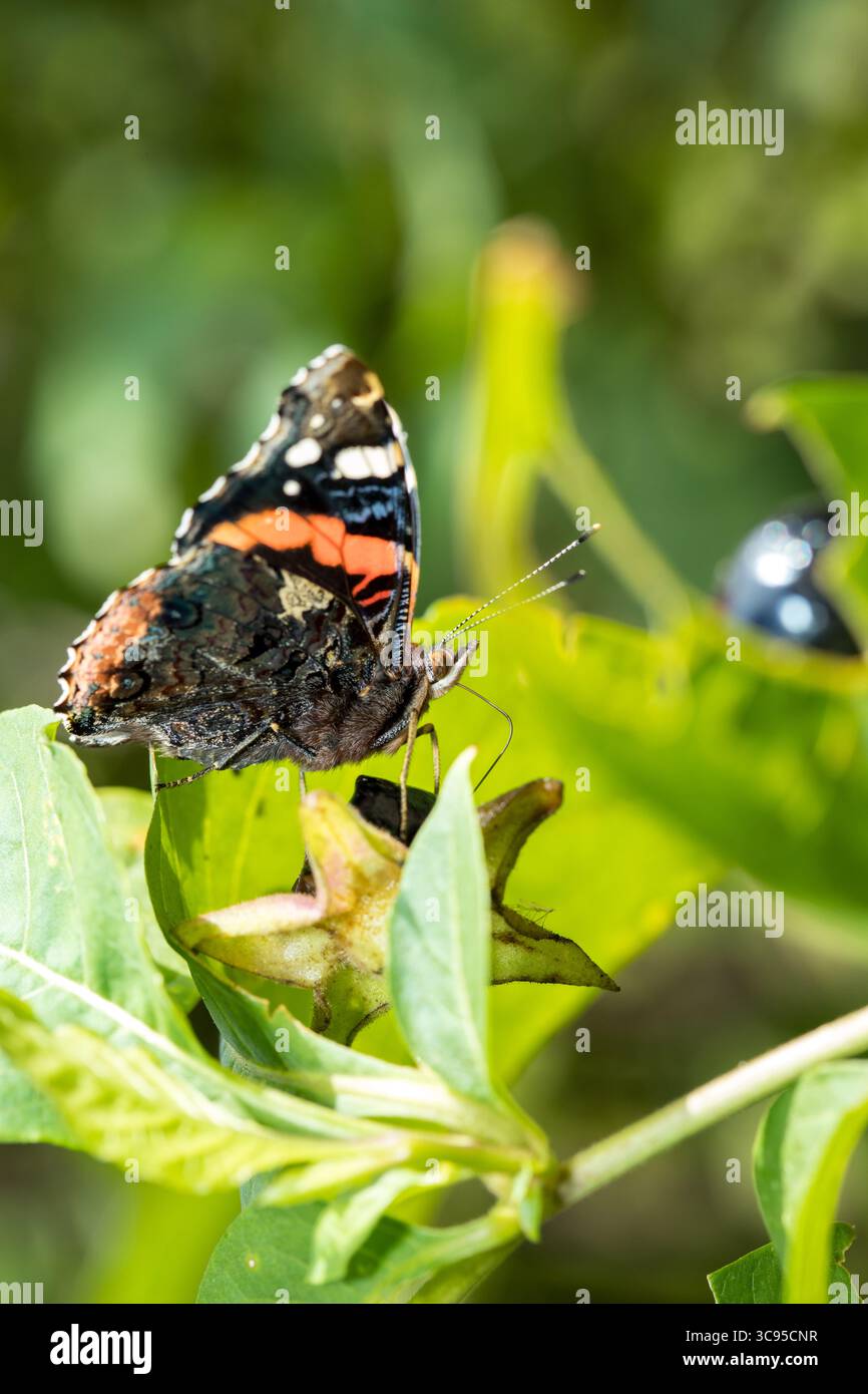 Papillon Adminral (Vanessa atalanta) vue latérale reposant sur la feuille verte à la lumière du soleil, papillon noir et rouge de macro latérale Banque D'Images