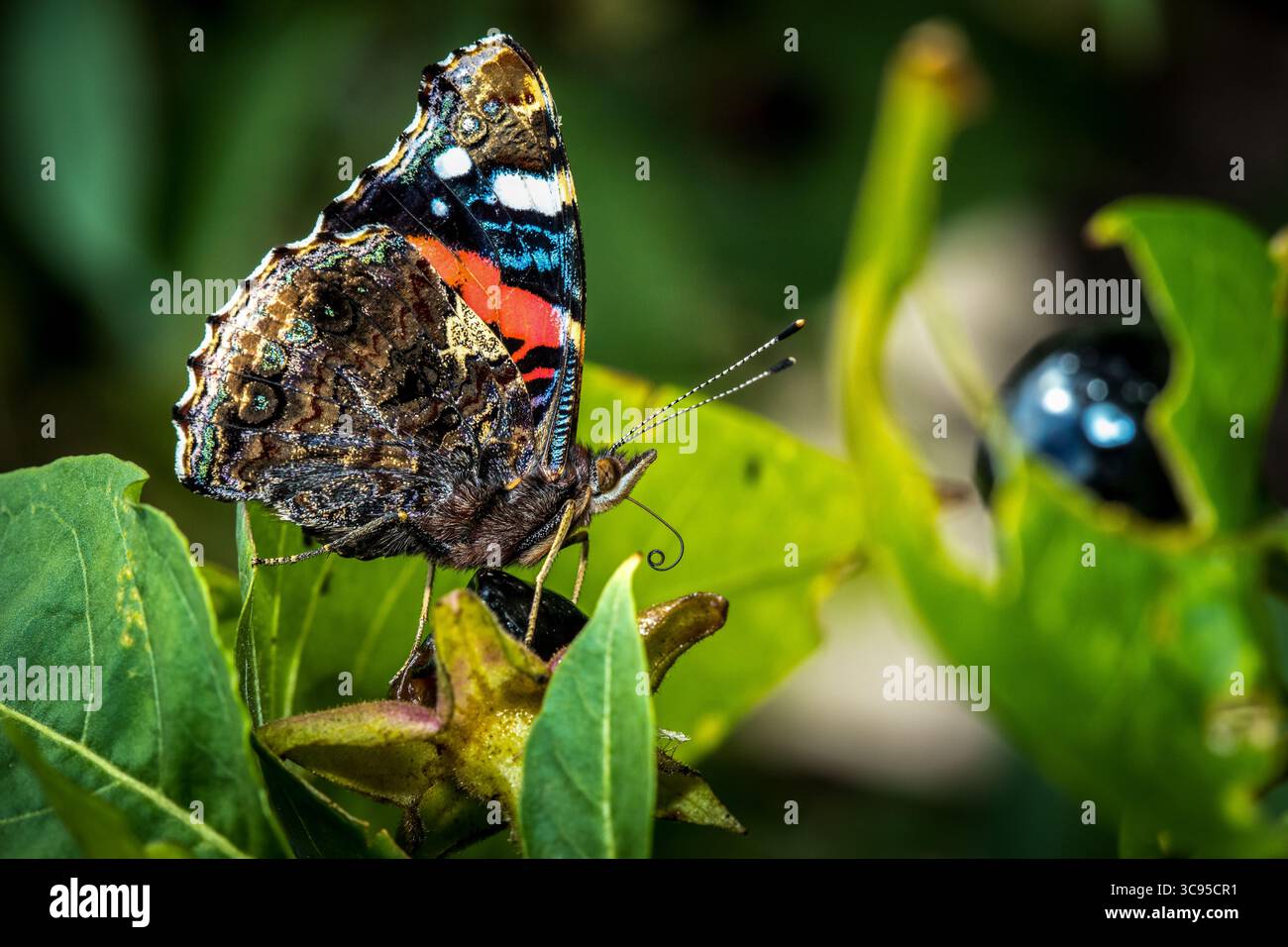 Papillon Adminral (Vanessa atalanta) vue latérale reposant sur la feuille verte à la lumière du soleil, papillon noir et rouge de macro latérale Banque D'Images
