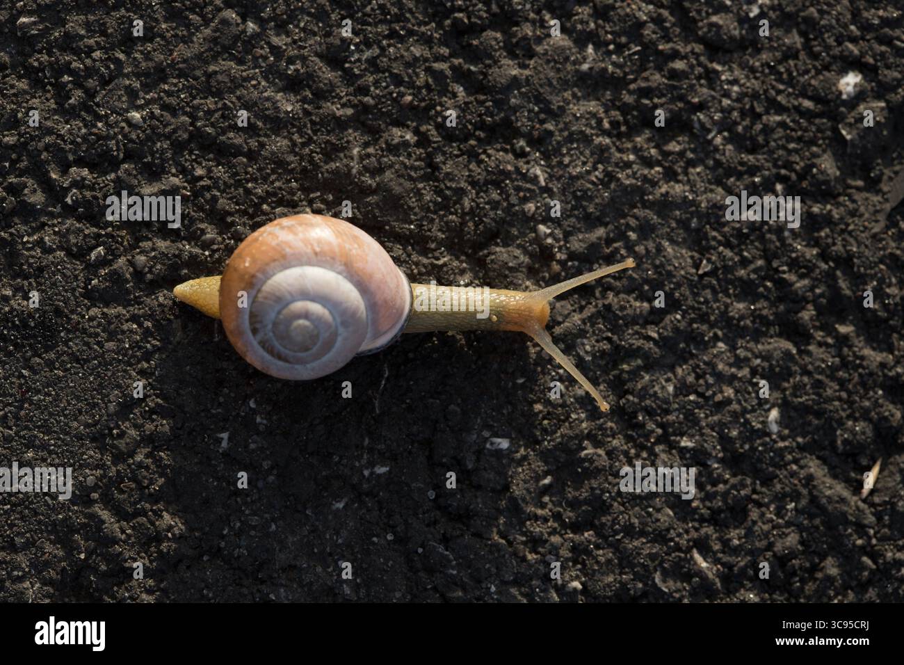 escargot terrestre rampant lentement sur l'asphalte foncé, interférence humaine, nature dans l'environnement humain Banque D'Images