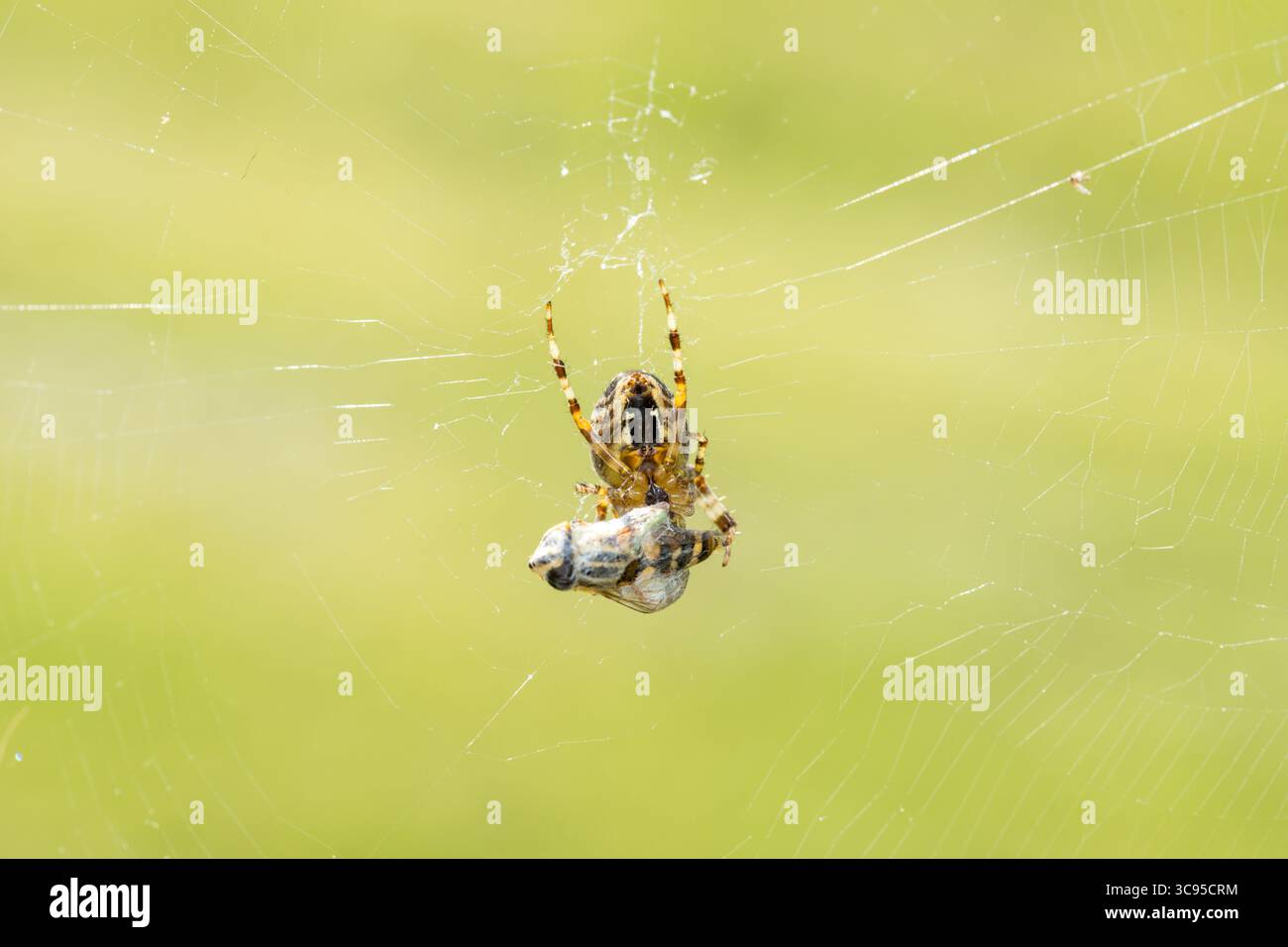 Araignée de jardin européenne (Araneus diadematus) enveloppant la mouche en toile d'araignée macro Banque D'Images