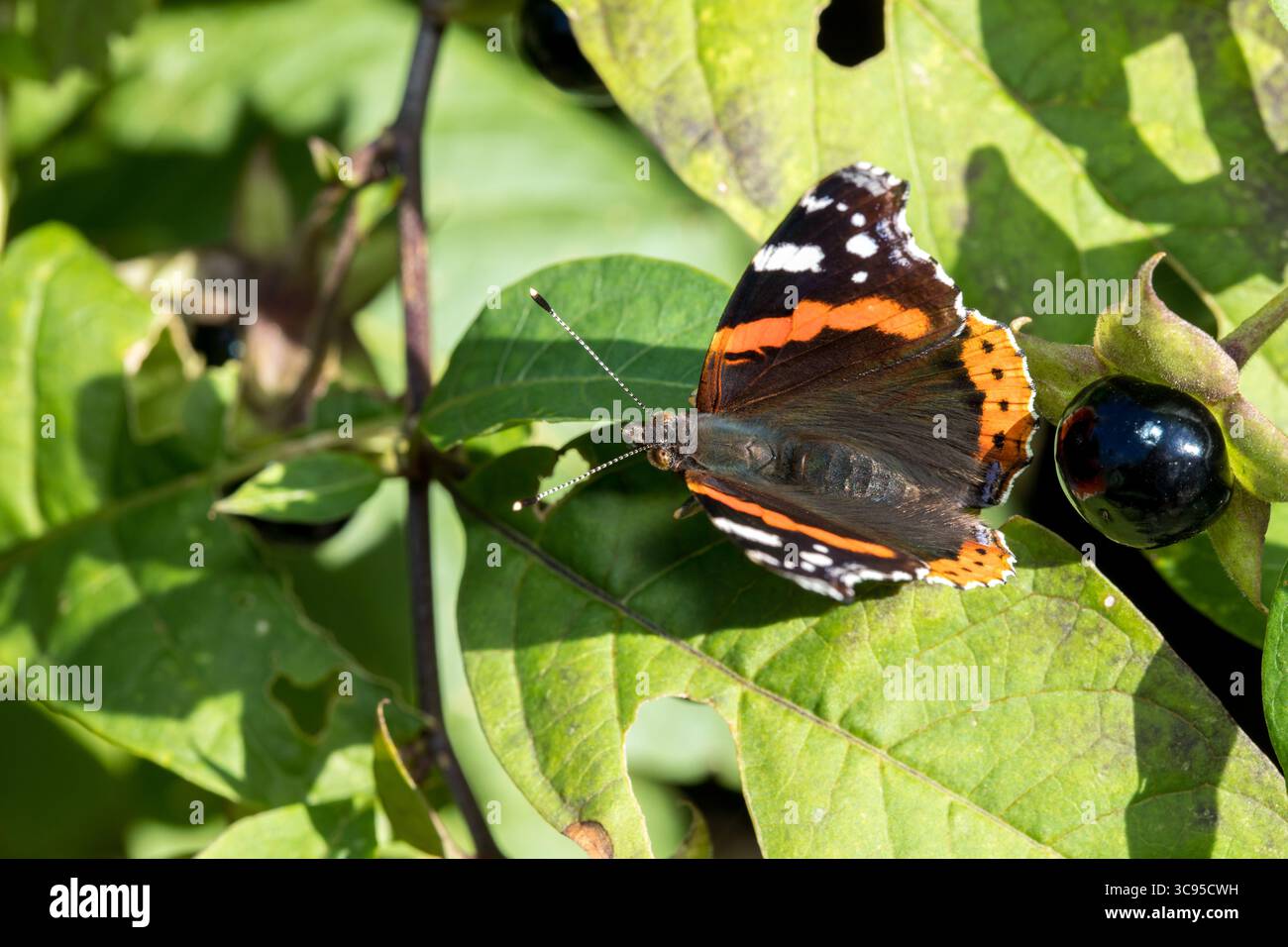 Papillon Adminral (Vanessa atalanta) d'en haut assis sur la feuille à la lumière du soleil, papillon sombre délicat à la lumière du soleil reposant sur la feuille verte Banque D'Images