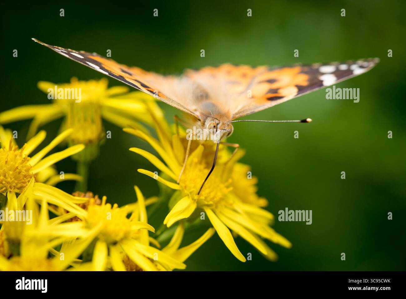 Vue rapprochée d'une Lady papillon peinte Vanessa cardui, avec des ailes orange et noires étendues en sirotant du nectar de fleur jaune Banque D'Images