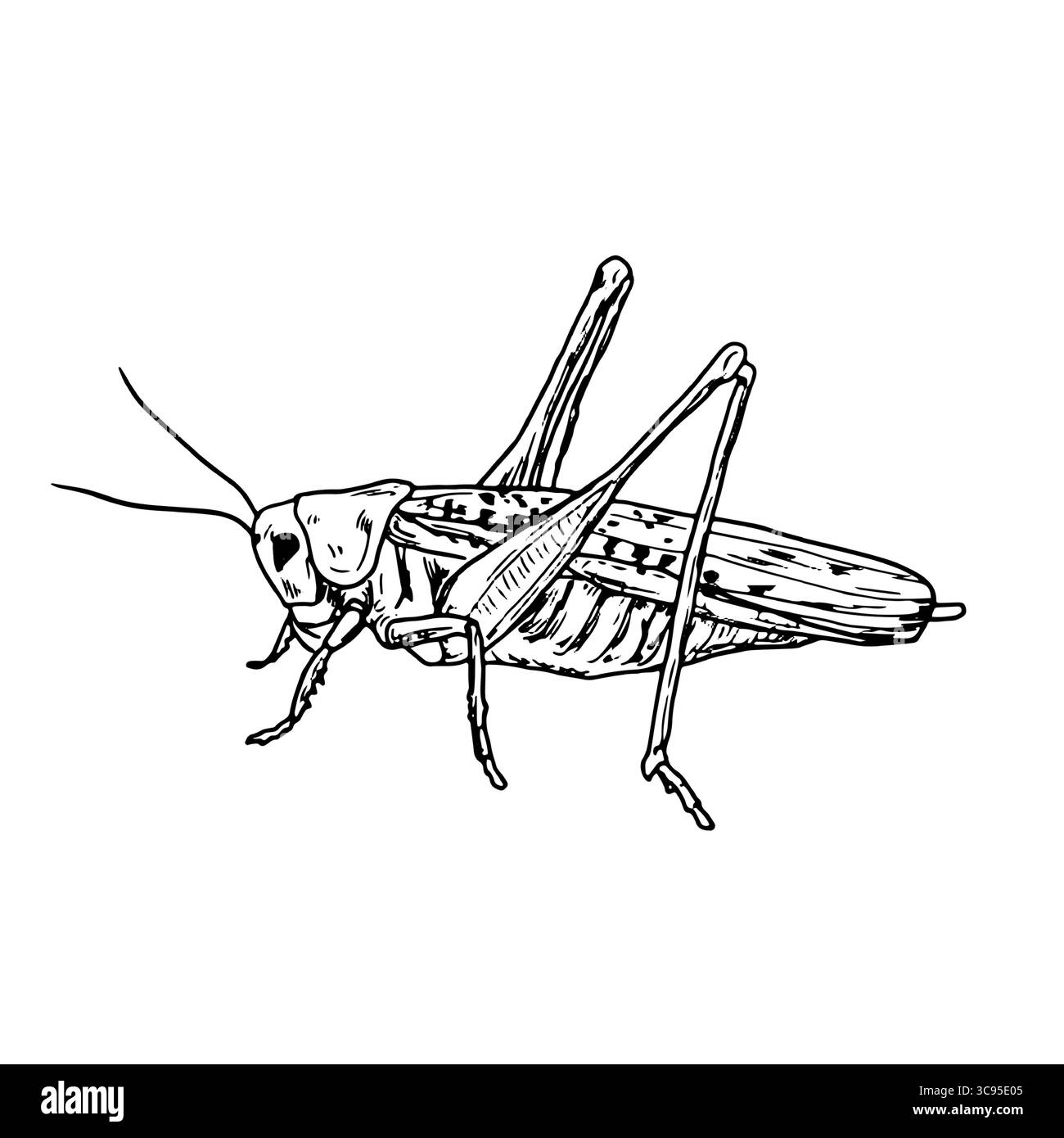 Sauterelle de prairie, croquis noir et blanc. Illustration vectorielle. Un dessin simple d'un insecte, isolé sur un fond blanc. Le thème des insectes Illustration de Vecteur