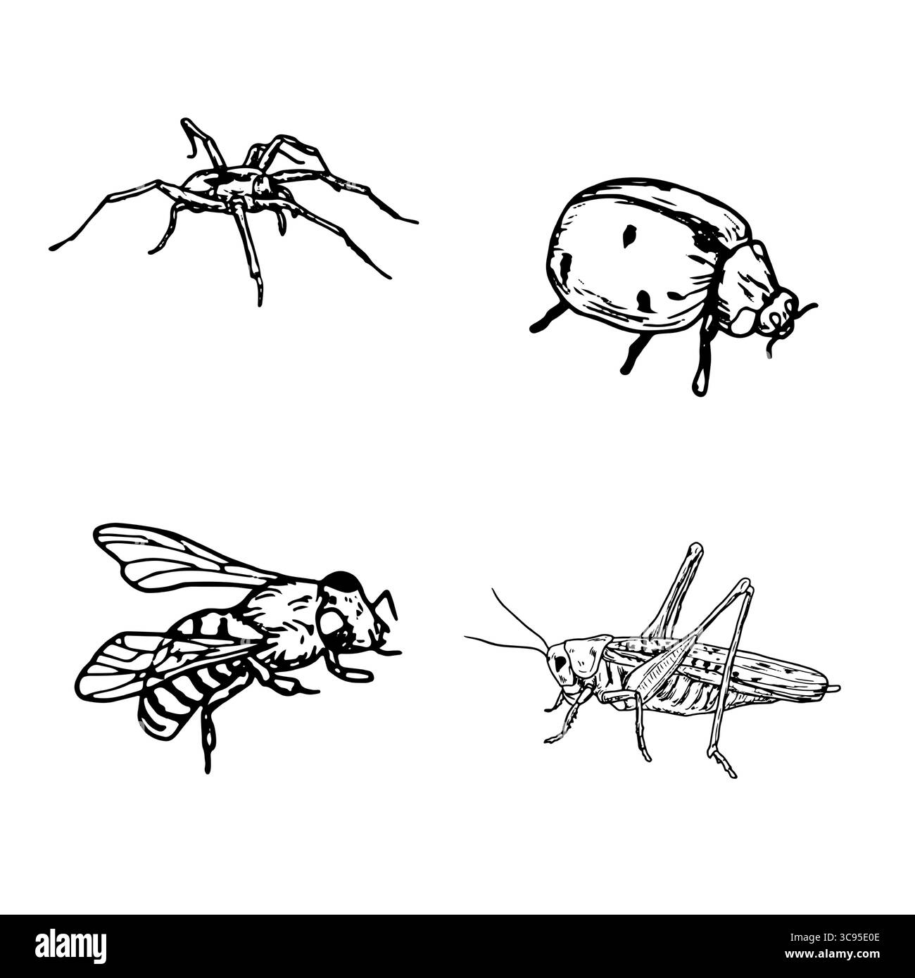 Mouches, bourdons et abeilles, araignée et sauterelle, un ensemble de silhouettes en croquis noir et blanc. Illustration vectorielle. Un simple dessin de jardin Illustration de Vecteur