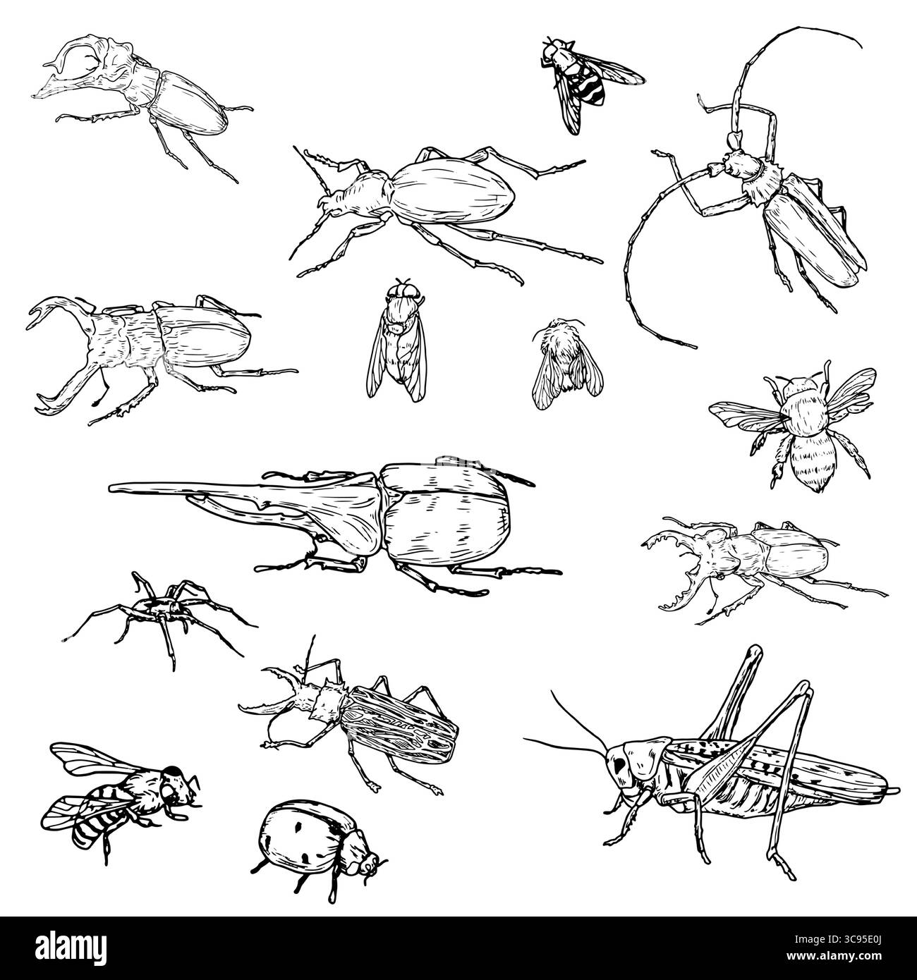 Coléoptère des arbres, coléoptère rhinocéros et bourdon, mouches et abeilles, ensemble de silhouettes en croquis noir et blanc. Illustration vectorielle. Un simple dessin de Illustration de Vecteur