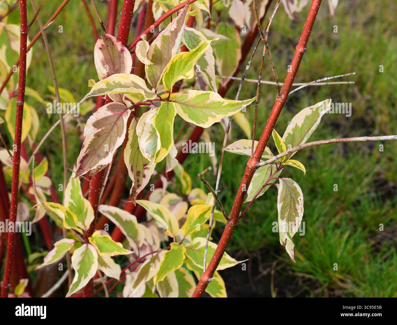 Feuilles sur les branches du cornouiller blanc (Cornus alba). Banque D'Images