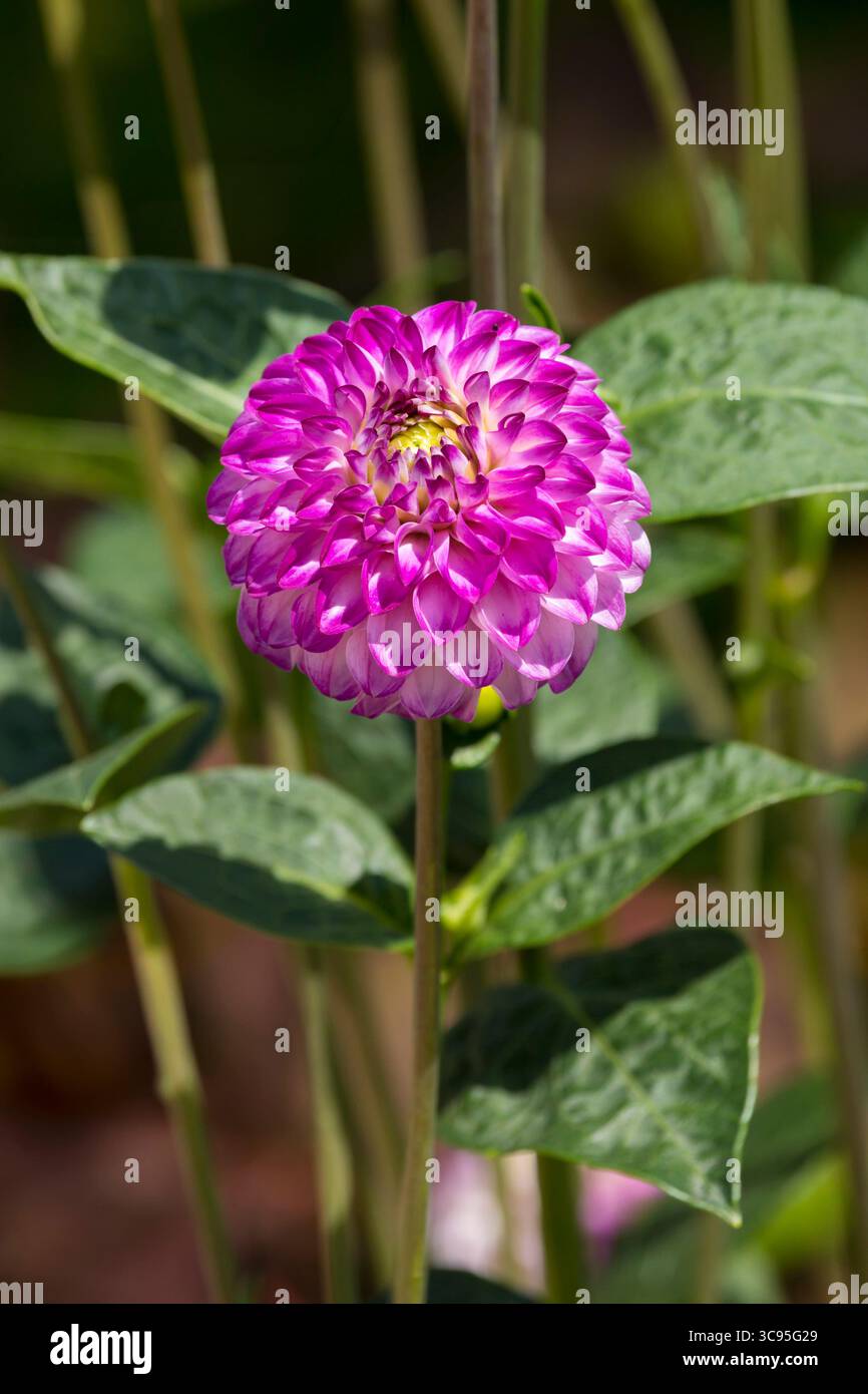 Boule Dahlia fleur, rose et blanc avec centre jaune Banque D'Images