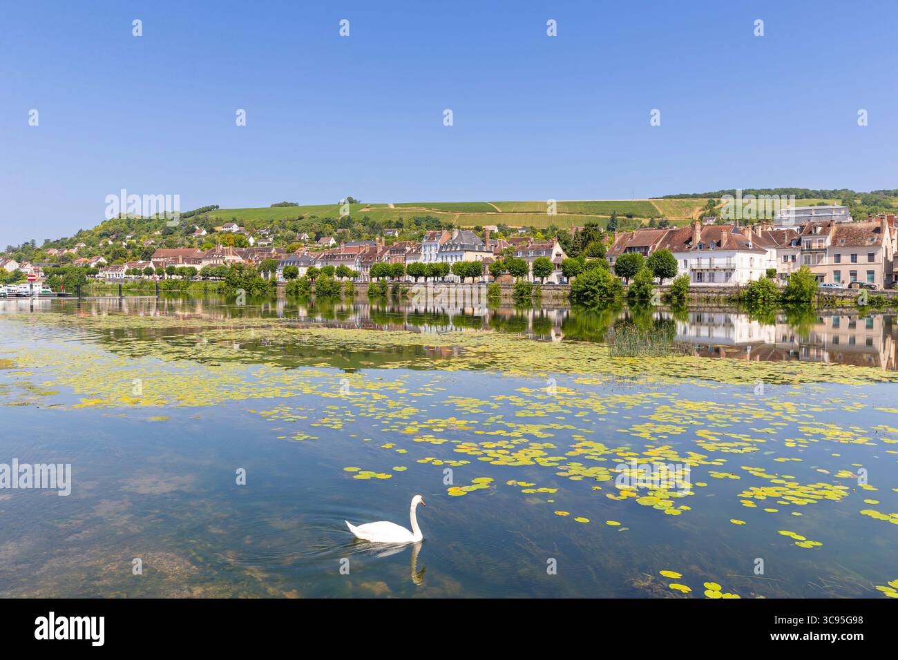 Deux cygnes sur l'Yonne, Joigny, Yonne, Bourgogne-Franche-Comté, France Banque D'Images