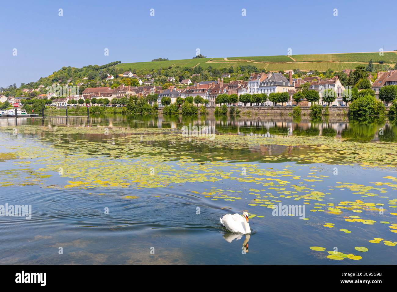 Deux cygnes sur l'Yonne, Joigny, Yonne, Bourgogne-Franche-Comté, France Banque D'Images