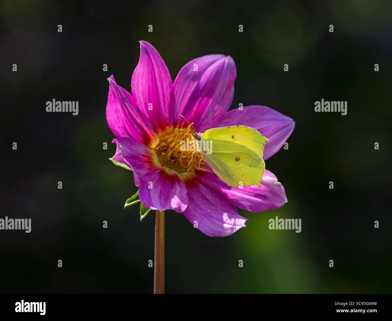 Papillon commun mâle Brimstone - Gonepteryx rhamni - sur un gros plan de fleur de Dahlia rose à pétales simples Banque D'Images