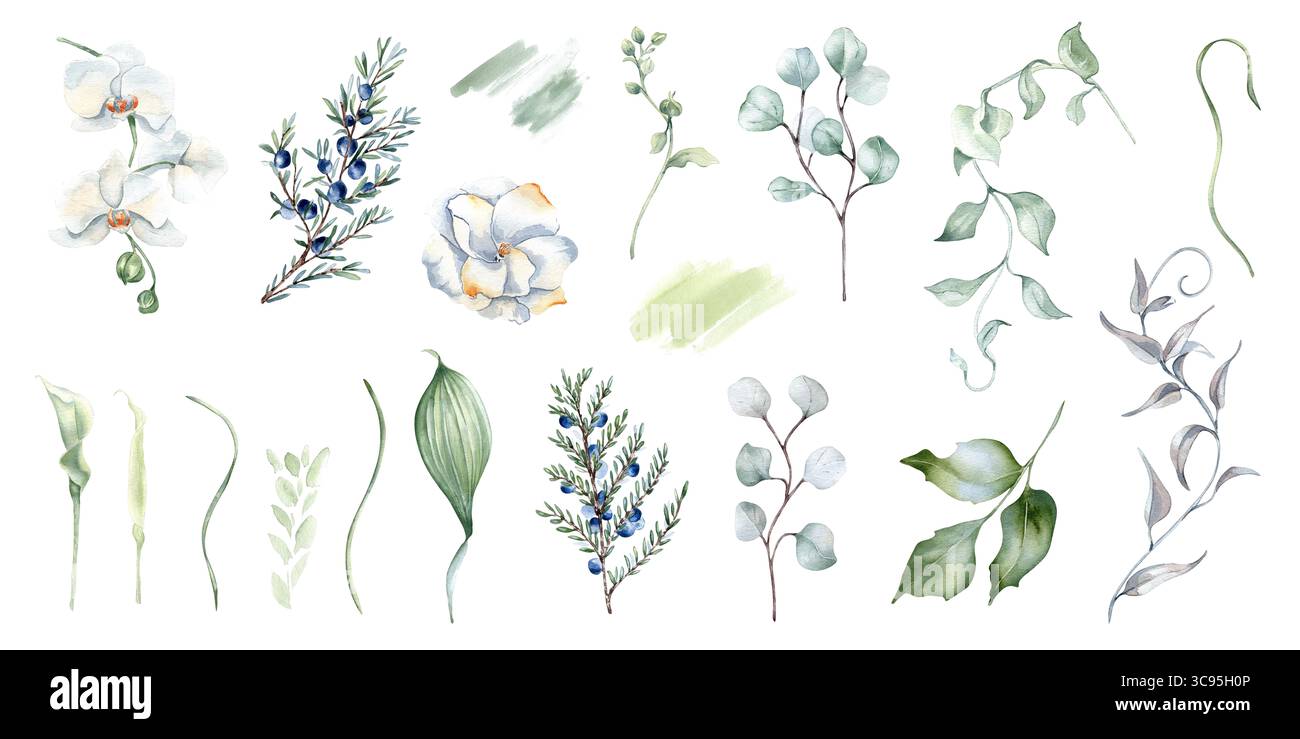 Clipart aquarelle florale dans des tons pastel isolé. Fleurs blanches, brindilles de verdure et dessin de genévrier. Ensemble de conifères, eucalyptus et feuilles de houx Banque D'Images