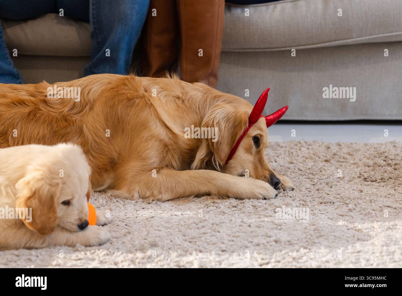 Golden retrievers portant des cornes de diable rouges bandeau mâchant la balle orange sur un tapis beige shag à la maison Banque D'Images