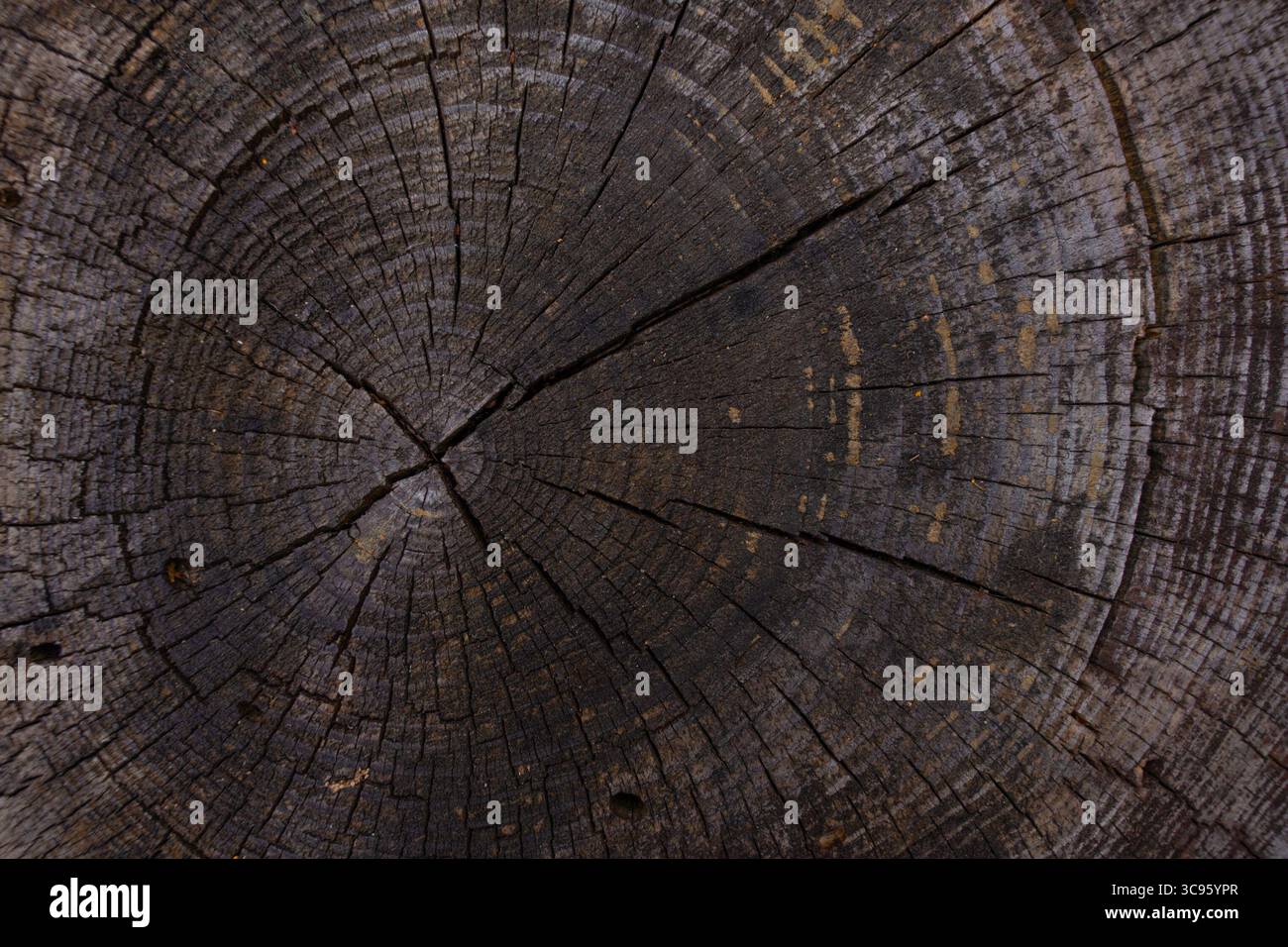 Gros plan de la coupe transversale du tronc d'arbre avec des anneaux texturés foncés et des fissures profondes, détail en bois naturel. Banque D'Images