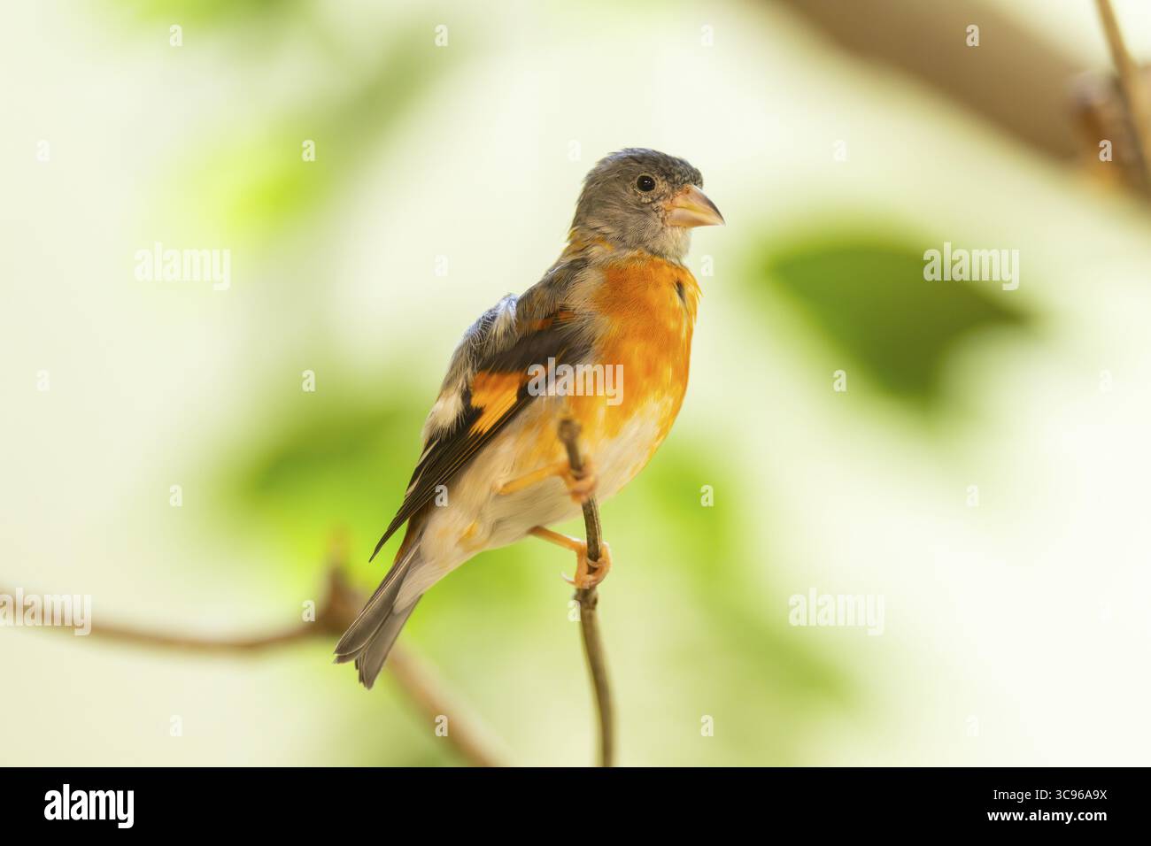 Siskin rouge (Spinus cucullatus) assis sur une branche, captif, Zoo Augsburg, Allemagne Banque D'Images