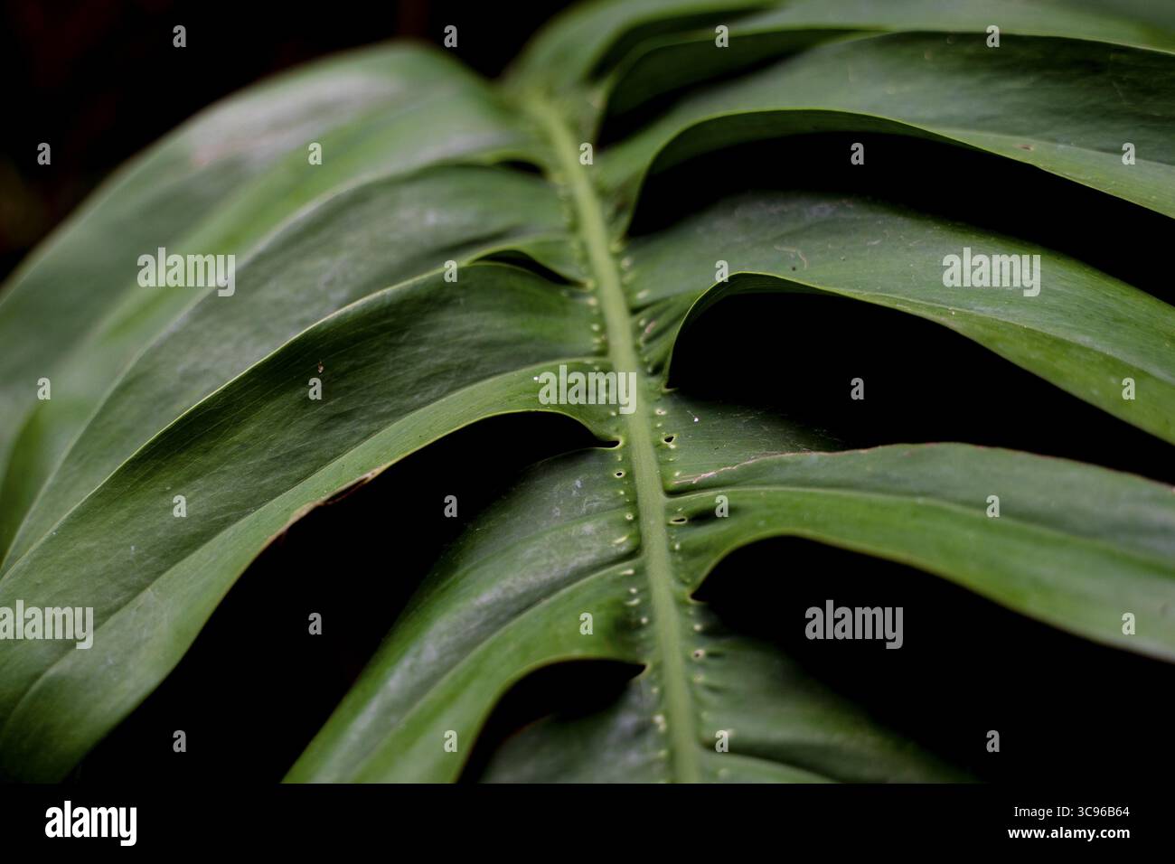 Vue d'une feuille verdoyante de Monstera, ses veines profondes sculptant des chemins à travers sa surface, créant une étude de contraste et de texture, Lamu, Kenya. Banque D'Images