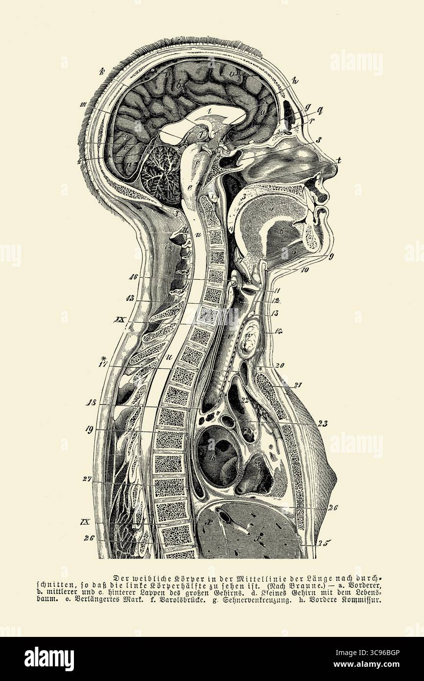 Anatomie : corps féminin, section de ligne centrale avec la partie gauche du corps visible, gravure du XIXe siècle avec descriptions allemandes Banque D'Images