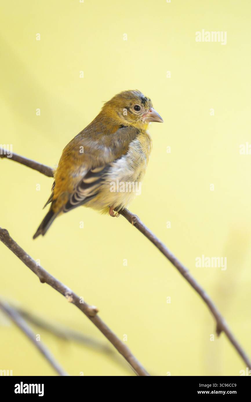 Siskin rouge (Spinus cucullatus) assis sur une branche, captif, Zoo Augsburg, Allemagne Banque D'Images