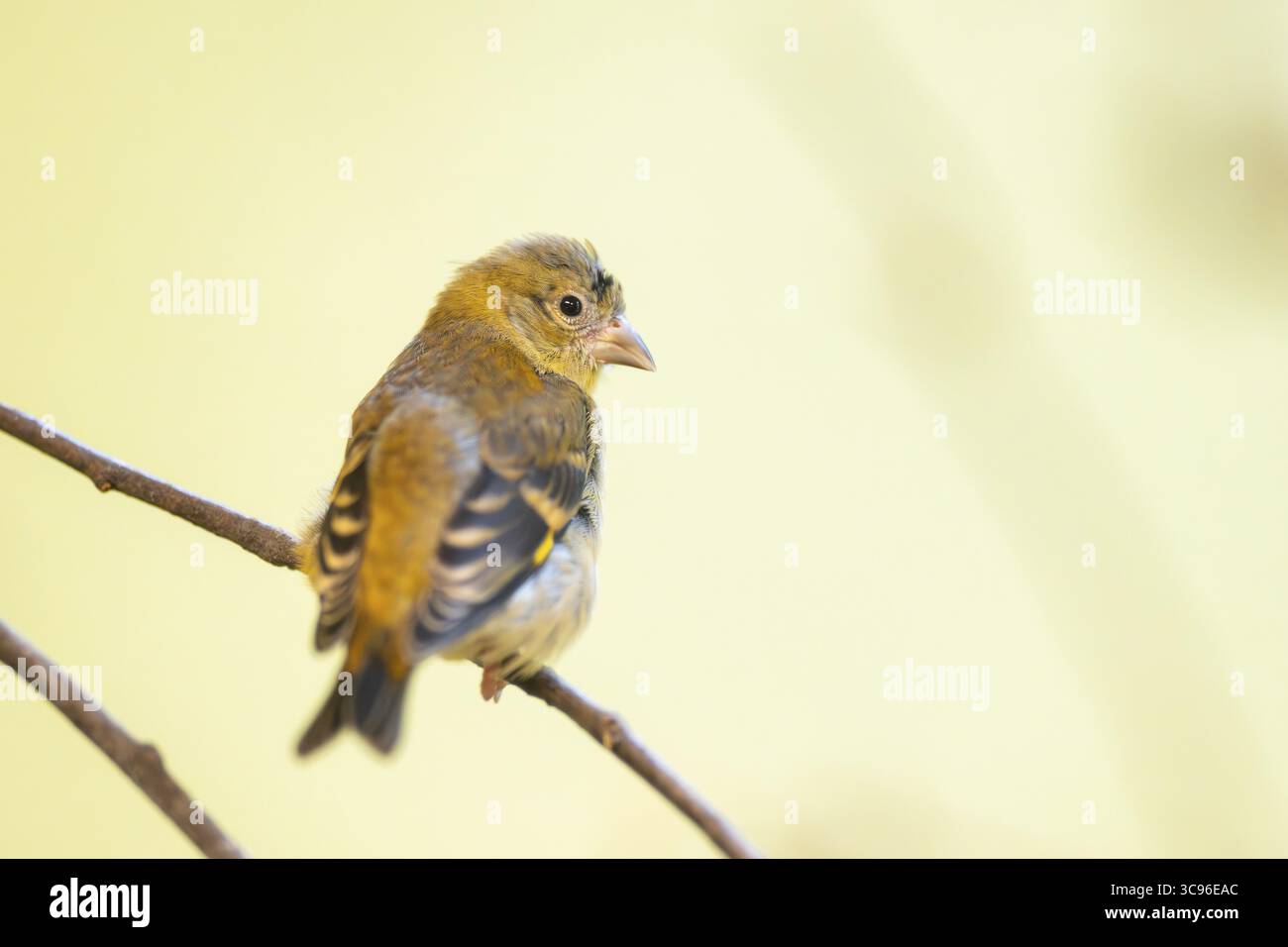 Siskin rouge (Spinus cucullatus) assis sur une branche, captif, Zoo Augsburg, Allemagne Banque D'Images