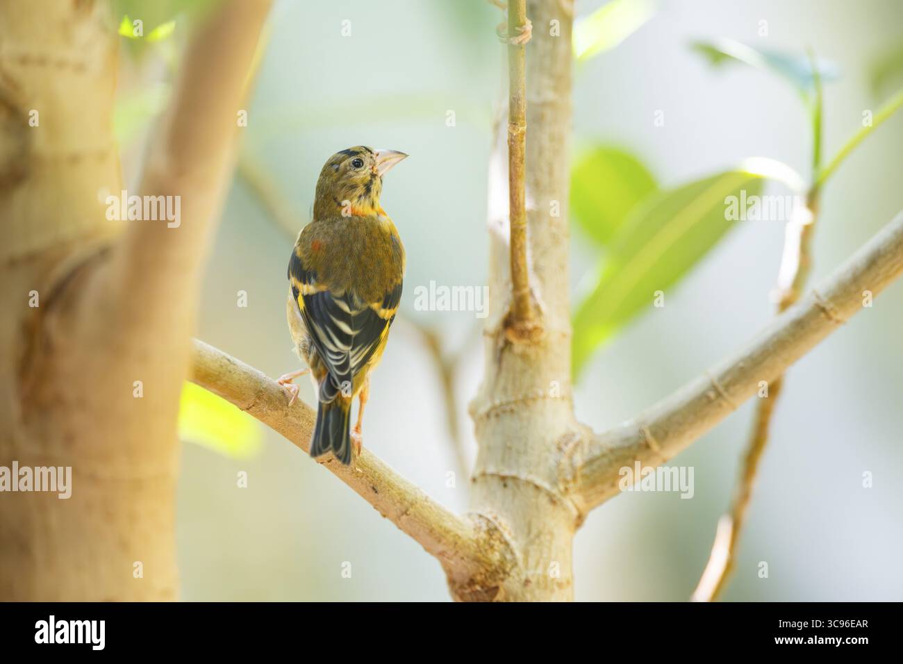 Siskin rouge (Spinus cucullatus) assis sur une branche, captif, Zoo Augsburg, Allemagne Banque D'Images