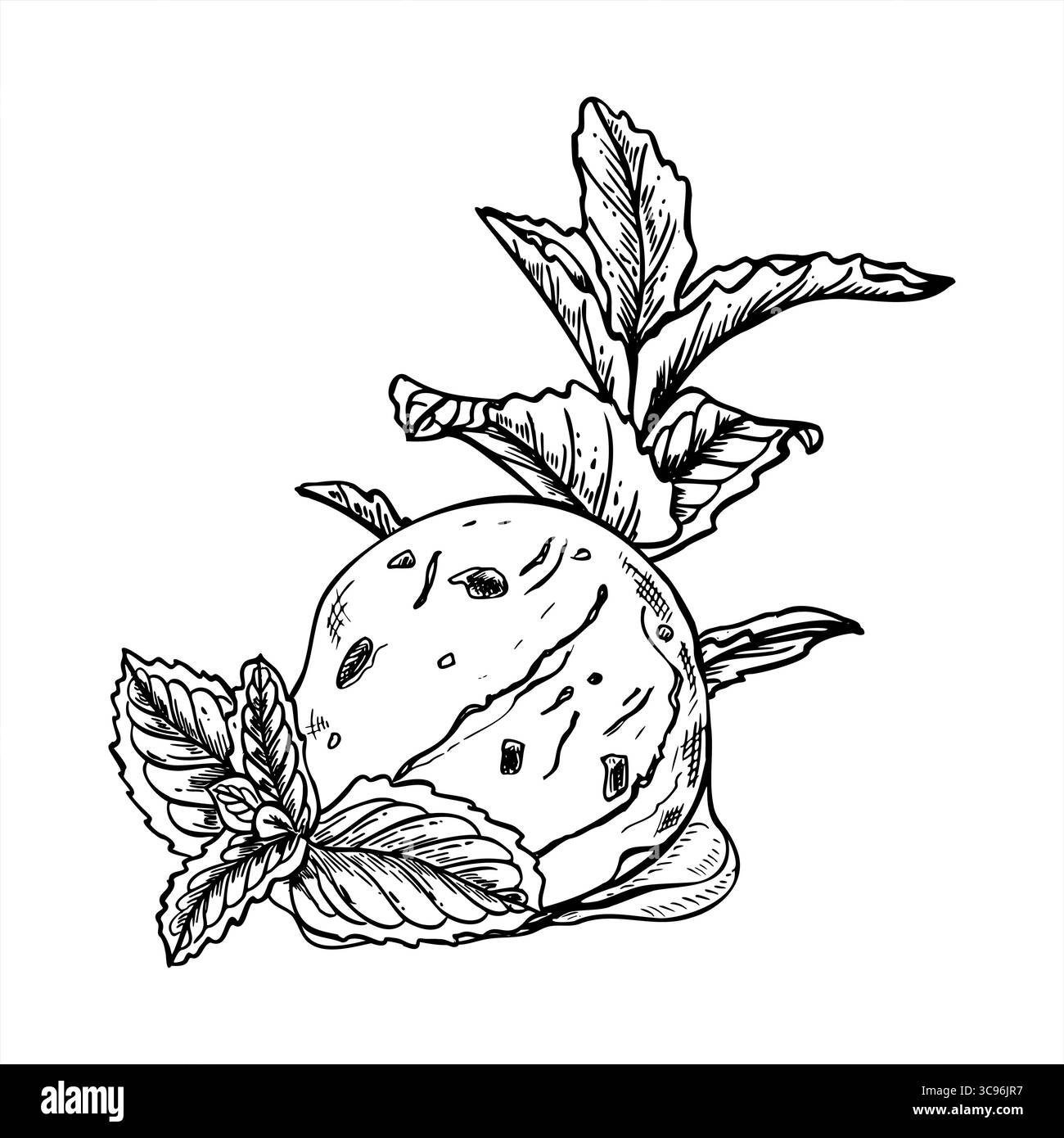 Cuillère à crème glacée à la menthe Vector avec illustration de branche de menthe fraîche dans un style monochrome. Des cuillères aromatiques sans sucre à base de plantes dessinant pour le menu des desserts Illustration de Vecteur
