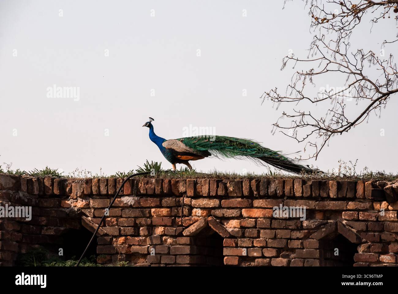 Paon gracieux se promenant sur un mur de briques rustique dans un cadre extérieur tranquille. Banque D'Images