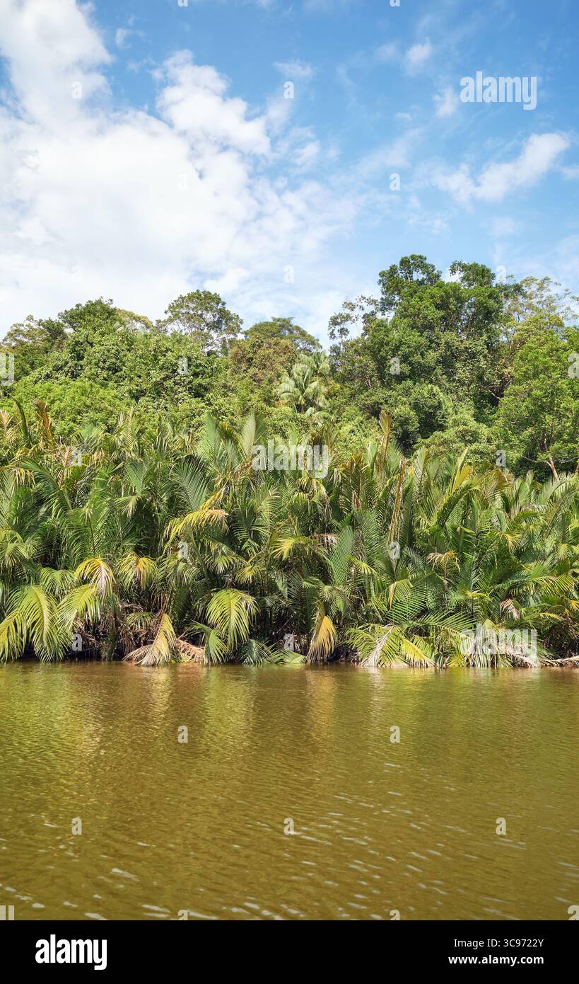 La rive de la rivière Brunei recouverte d'une forêt tropicale dense, Brunei. Banque D'Images