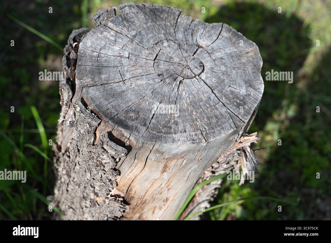 Voici une vue rapprochée détaillée d'une souche d'arbre située parmi l'herbe verte luxuriante dans son environnement naturel Banque D'Images