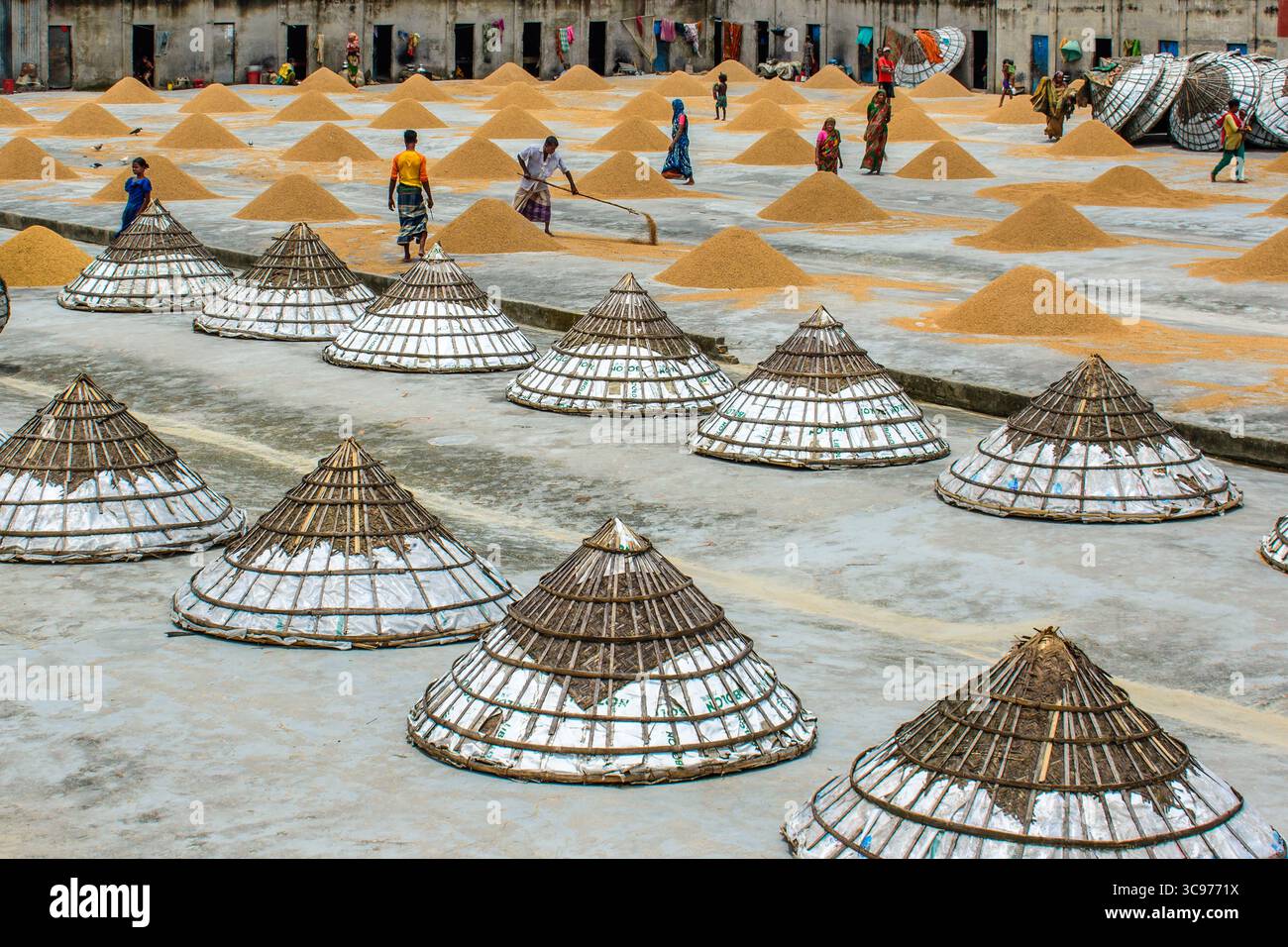 Bogura, Bangladesh - 23 janvier 2017 : vue de grains de riz dorés séchant sous le soleil au milieu de structures coniques sur un vaste toit, avec une silhouette floue Banque D'Images