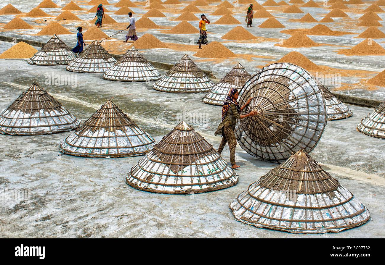 Bogura, Bangladesh - 23 janvier 2017 : vue de grains de riz dorés séchant sous le soleil, soigneusement disposés sous des structures en paille coniques, créant une mosaïque texturée à travers le vaste sol. Banque D'Images