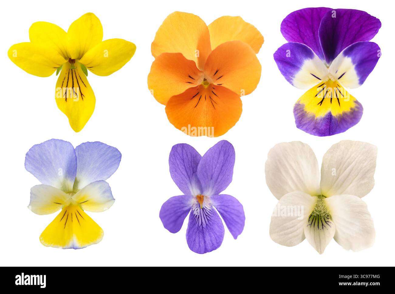 Le mélange de fleurs de Pansy est isolé sur fond blanc Banque D'Images